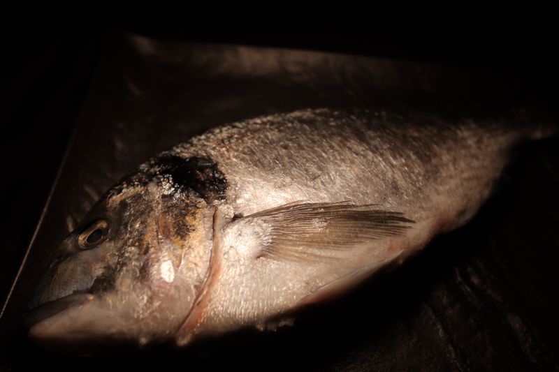 Dorade