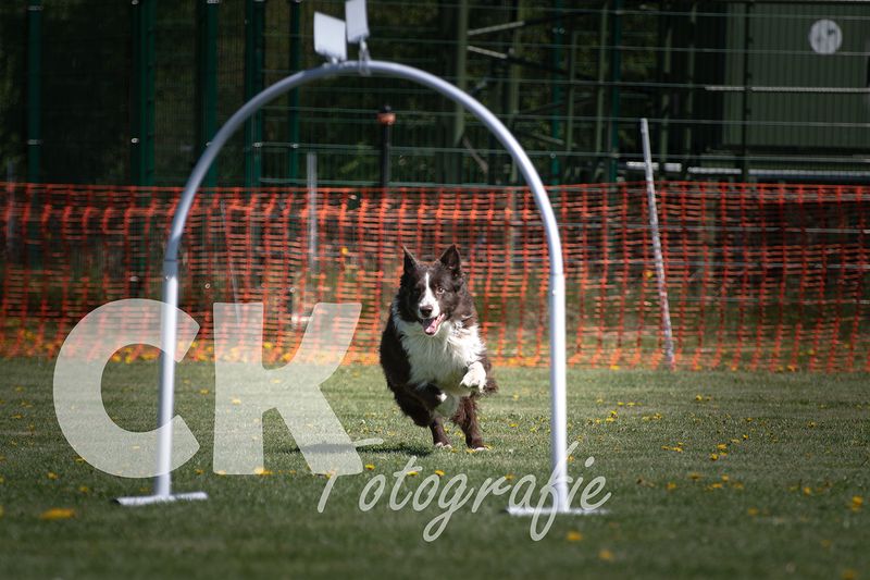 Hoopers Cup I