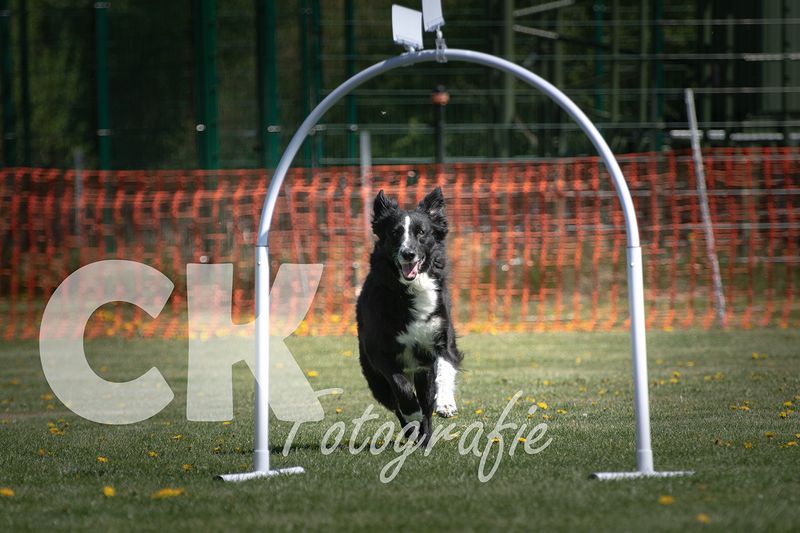 Hoopers Cup I