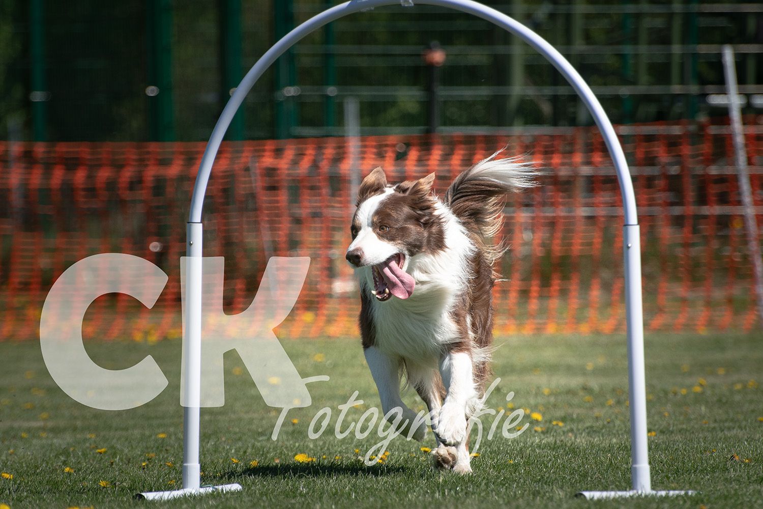 Hoopers Cup I