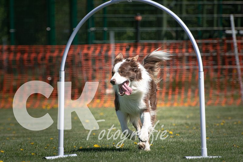 Hoopers Cup I