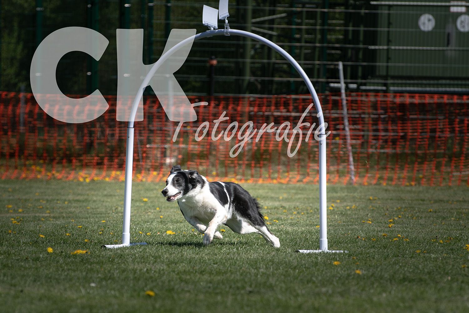 Hoopers Cup I