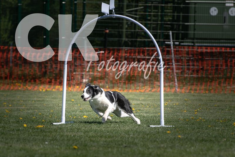 Hoopers Cup I
