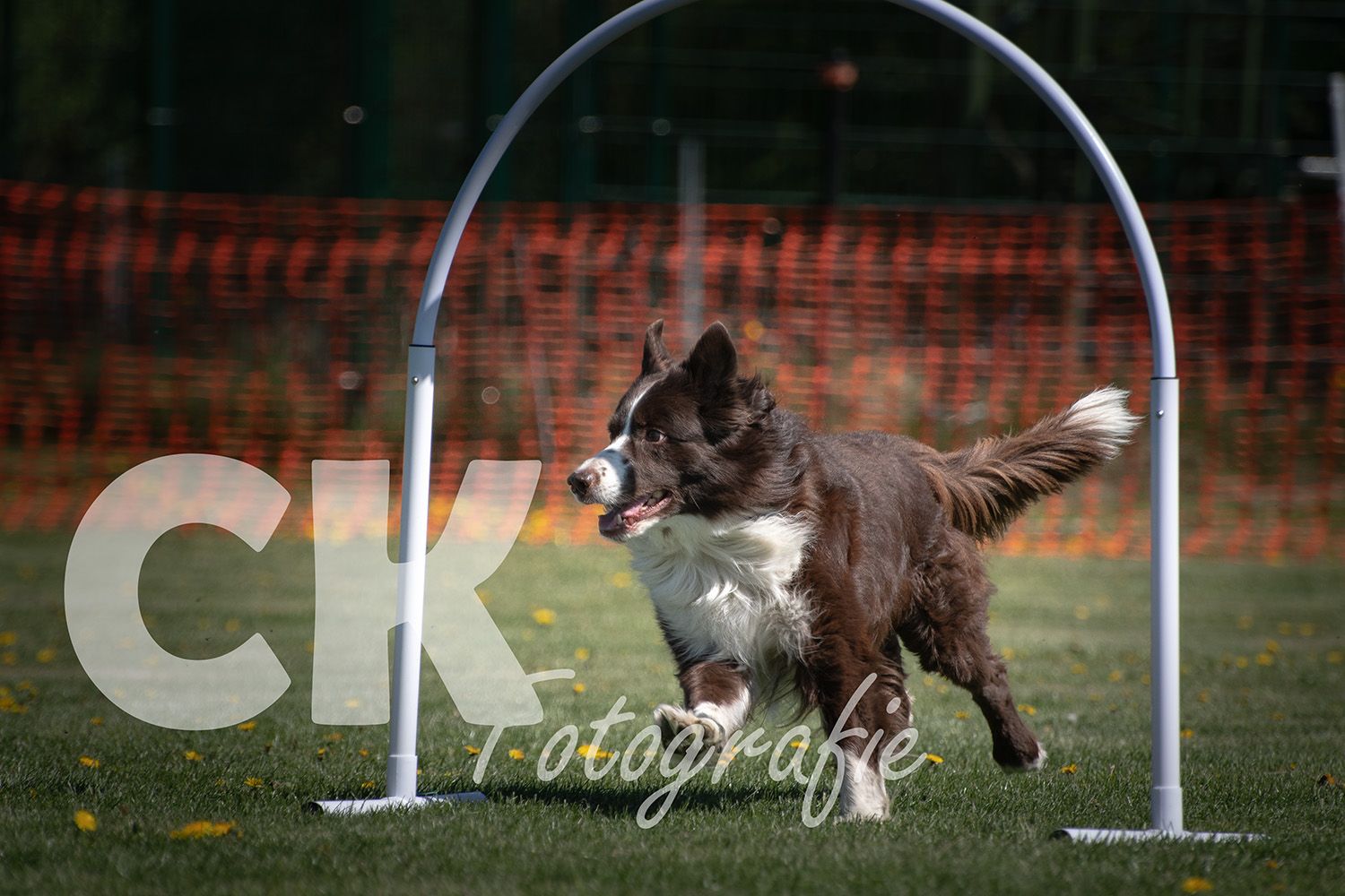 Hoopers Cup I