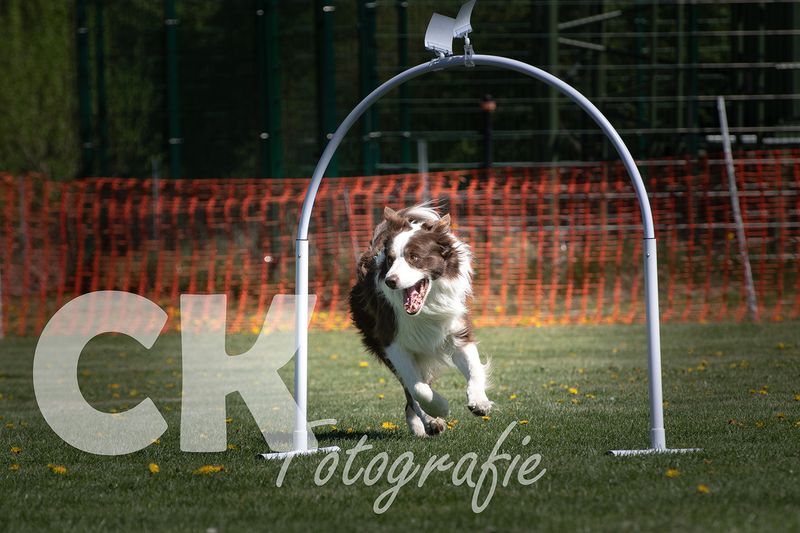 Hoopers Cup I