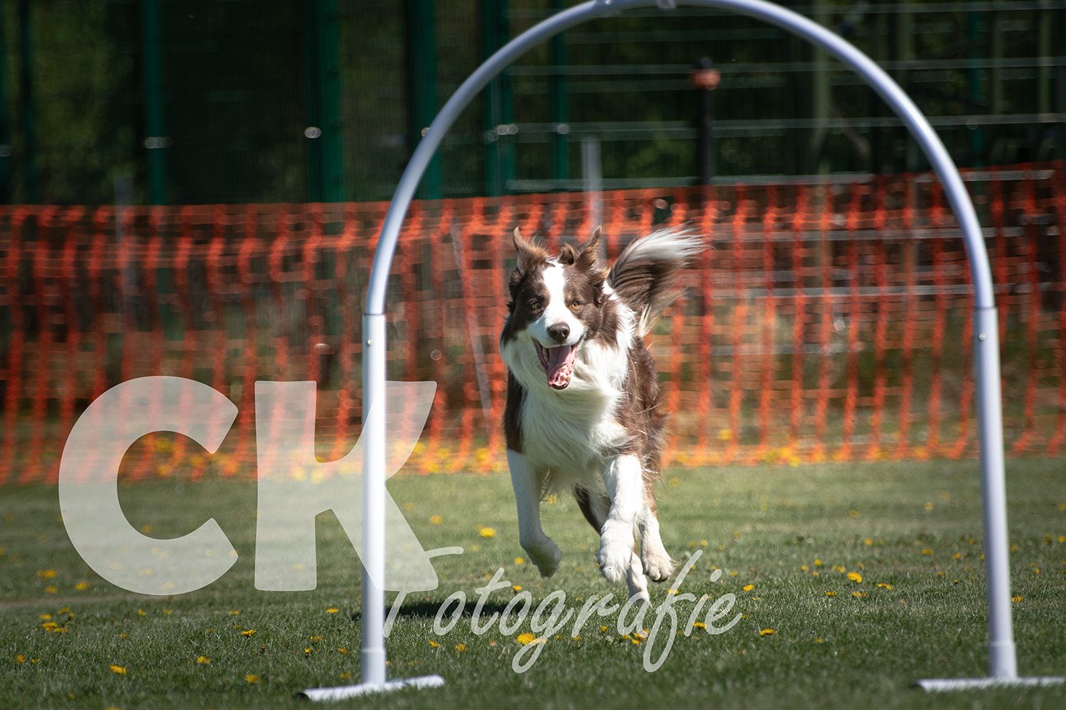 Hoopers Cup I