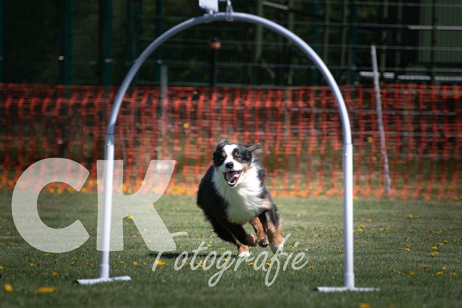 Hoopers Cup I