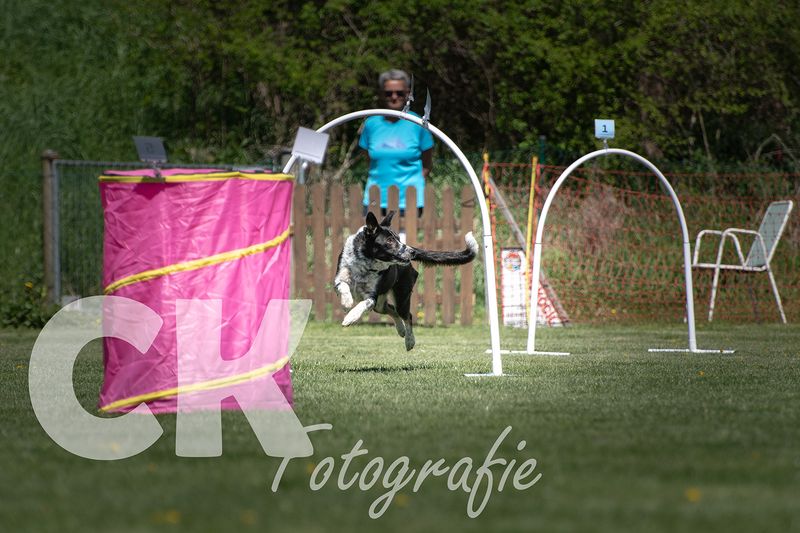 Hoopers Cup I