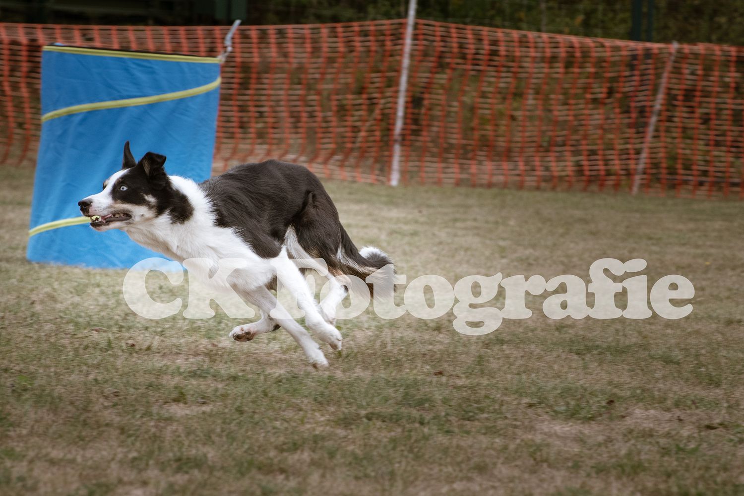 Hoopers Cup FINALE