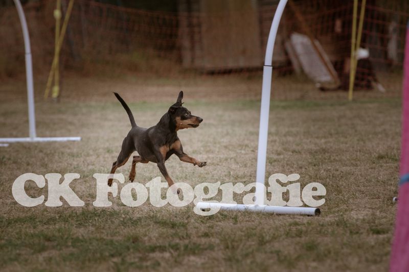 Hoopers Cup FINALE