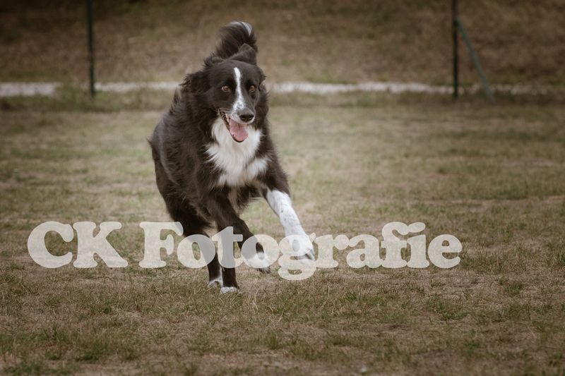 Hoopers Cup FINALE