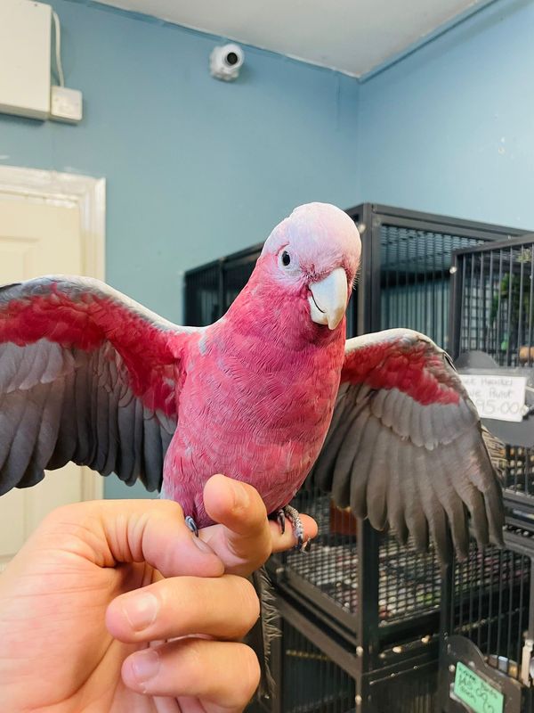 hand Reared Galah cockatoo