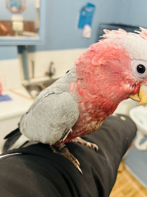 hand tame Galah