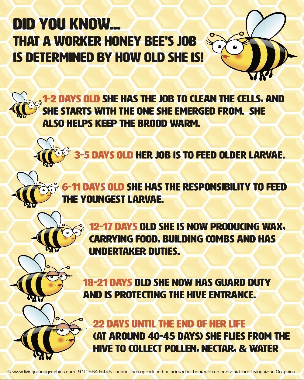 A Honeybee's Life Banner