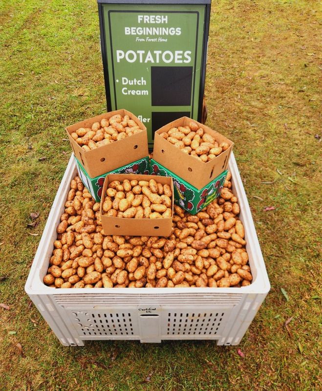 Dutch Cream Potatoes