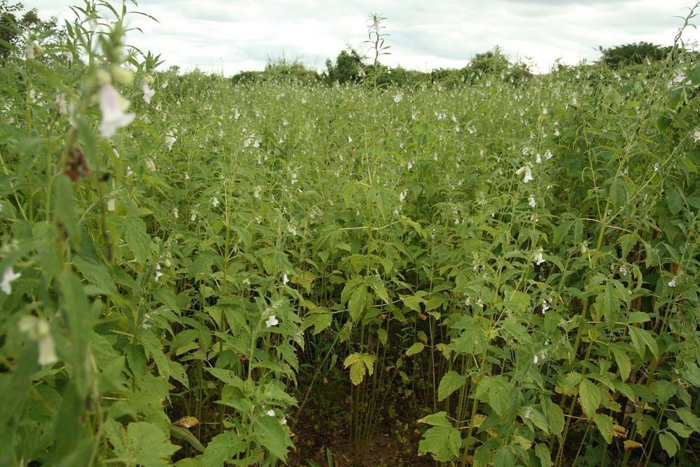 черный кунжут растение. черный кунжут растение. сезам кунжут растение. сезам кунжут. где растет кунжут.