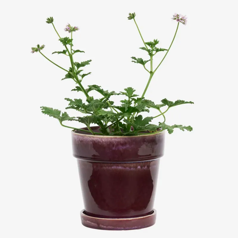 Flowerpot with saucer M