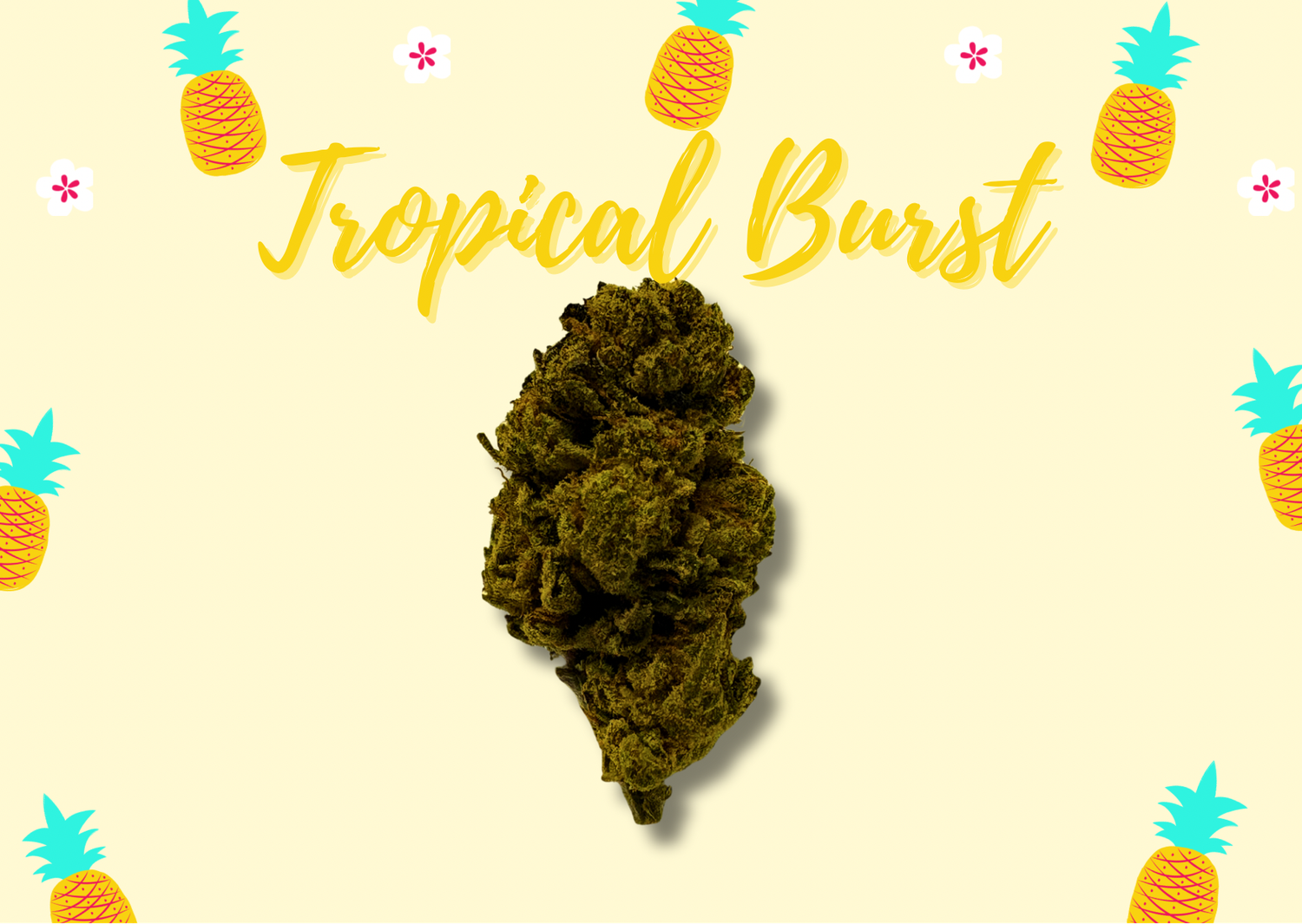 Tropical Burst (Sativa) - THCa Flower