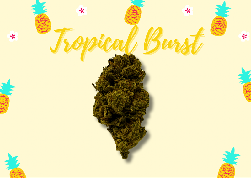 Tropical Burst (Sativa) - THCa Flower
