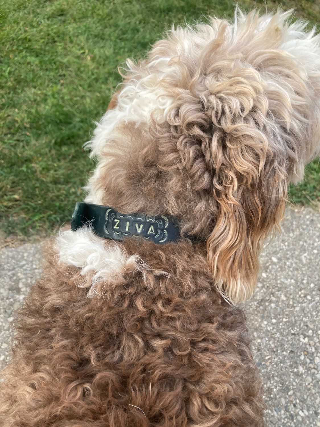 Custom Embossed Collar