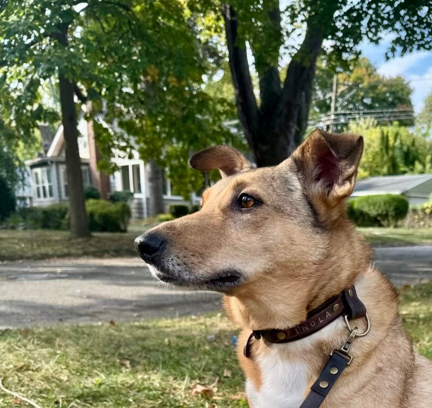 Aubergine Classic Plus Collar