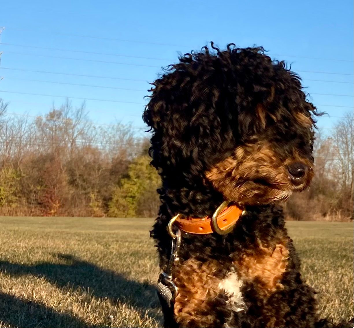 Pippen (mini poodle) in Chestnut Classic Collar, 3/4" width, size Small