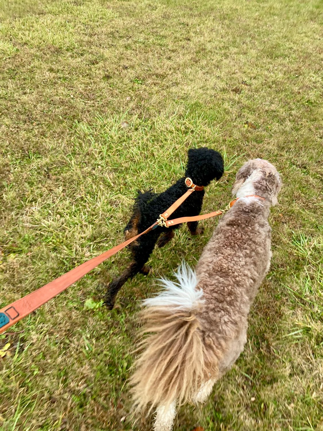 Dual Dog Leash in Chestnut with 16" (L) and 14" (R) extenders
