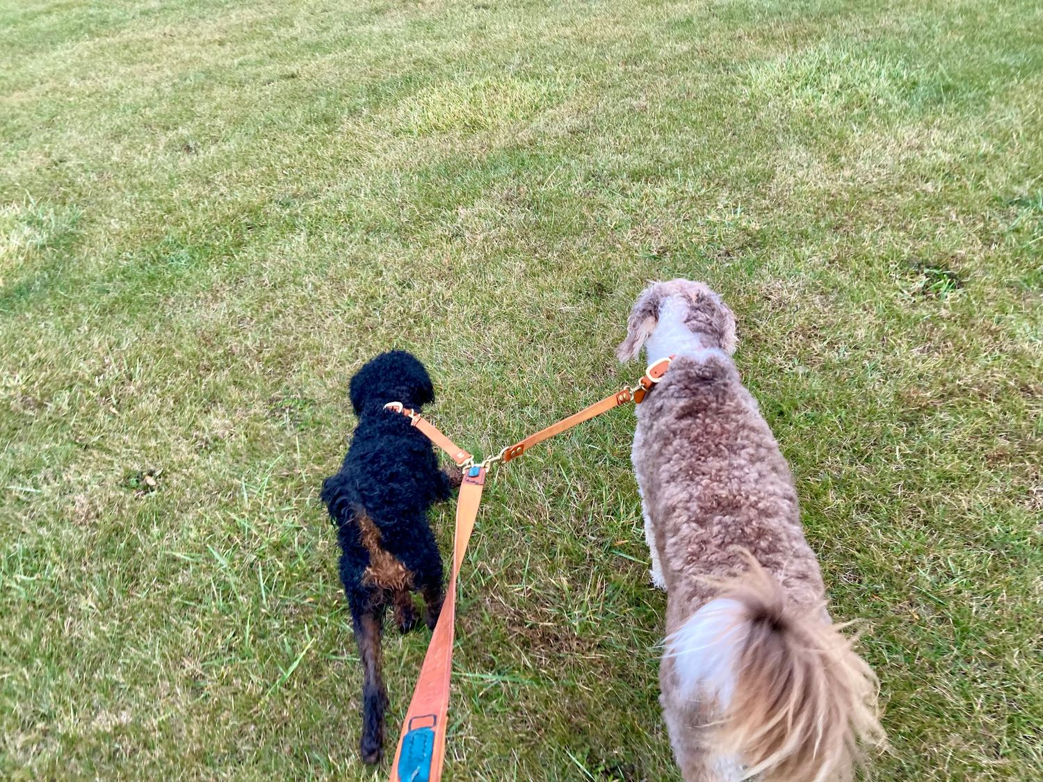 Dual Dog Leash in Chestnut with 16" (L) and 14" (R) extenders