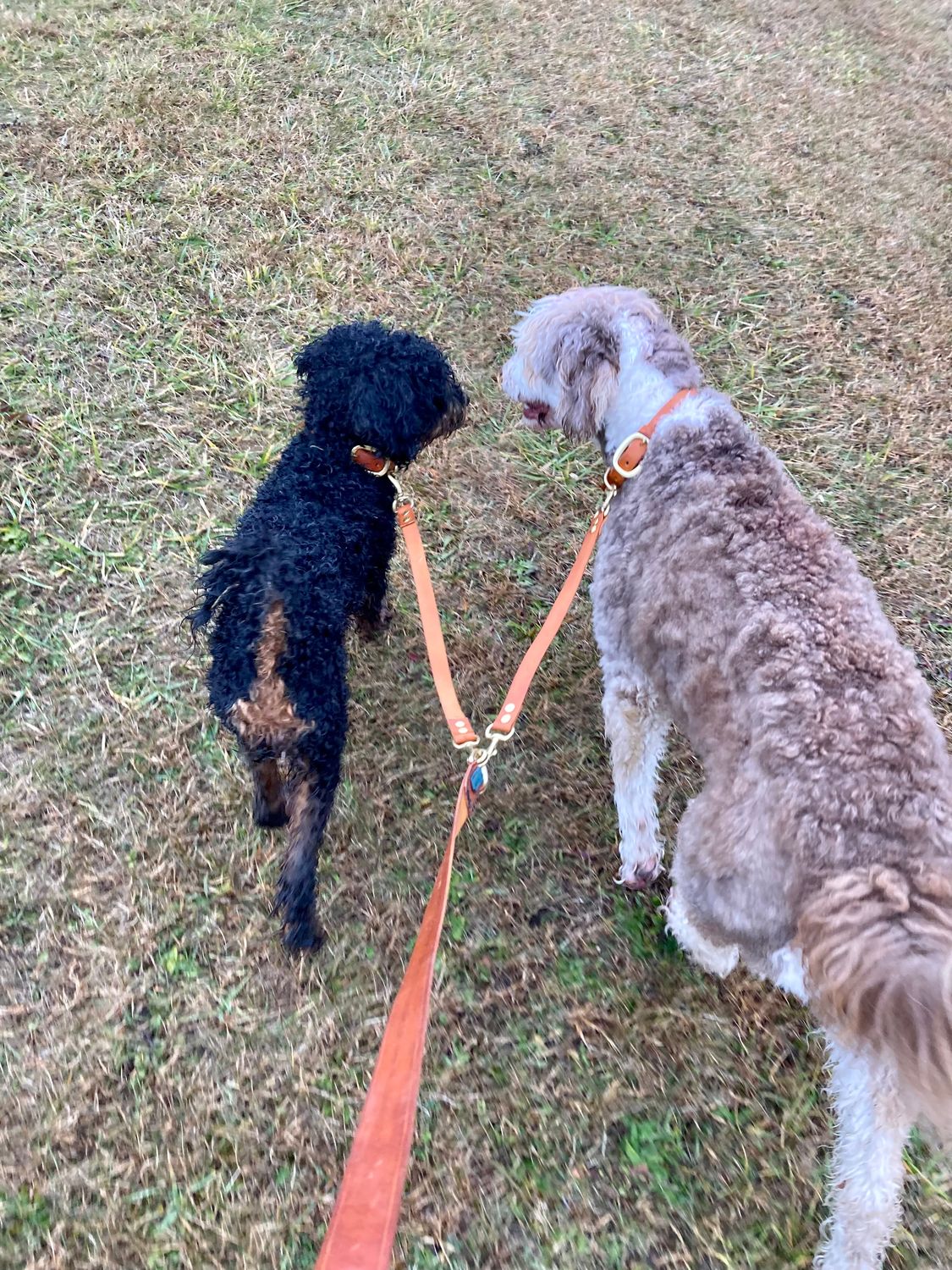 Dual Dog Leash in Chestnut with 16&quot; (L) and 14&quot; (R) extenders