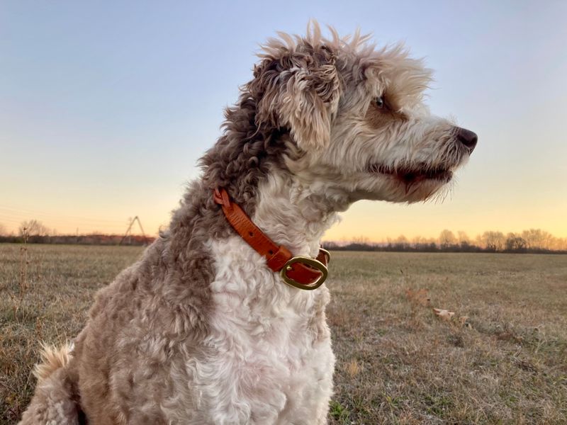 Premium Leather Collars