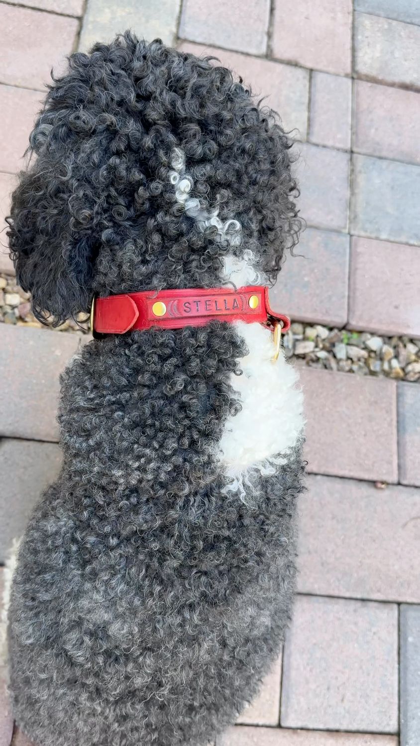 Stella in Classic Plus Collar in Red, size M