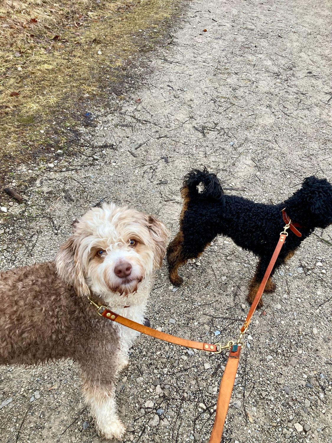 Dual Dog Leash with Custom Sizing