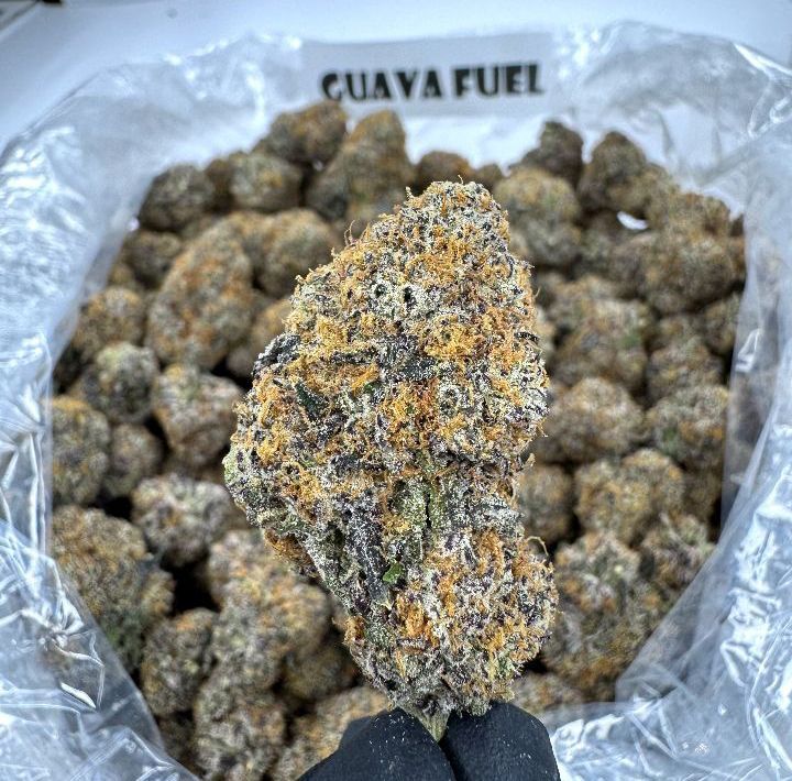 Guava Fuel
