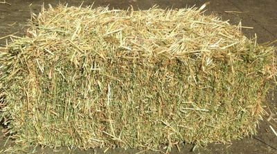 Oaten Hay
