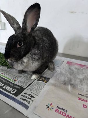 Rabbit De-Shed Package