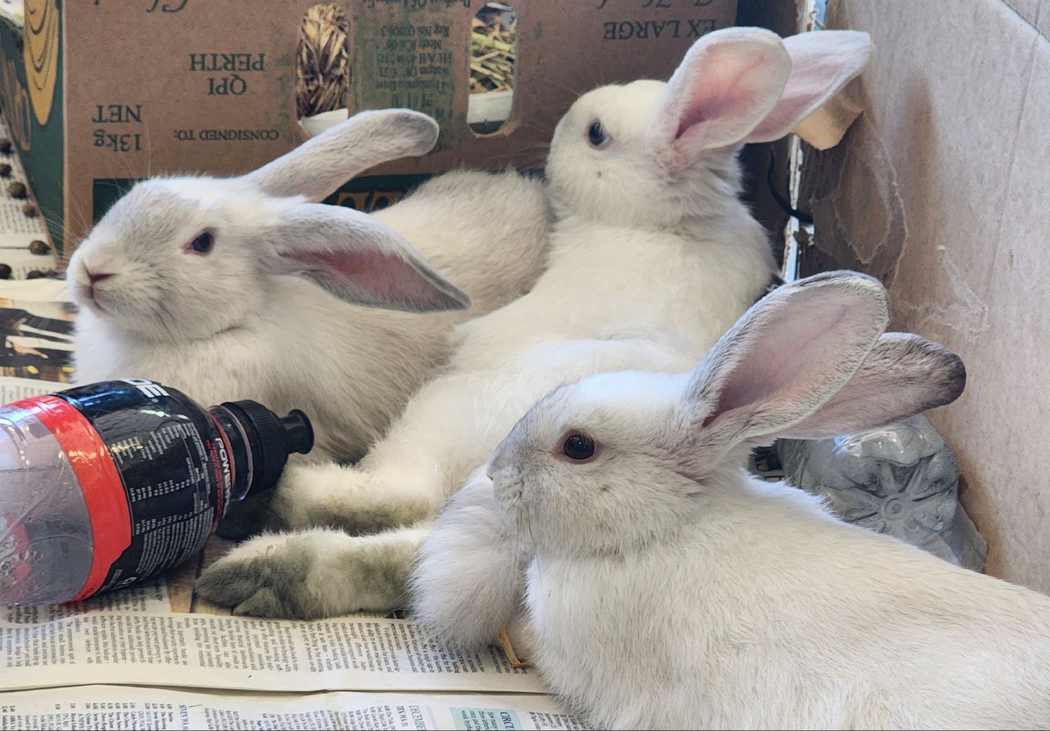 Rabbit Nail Trim