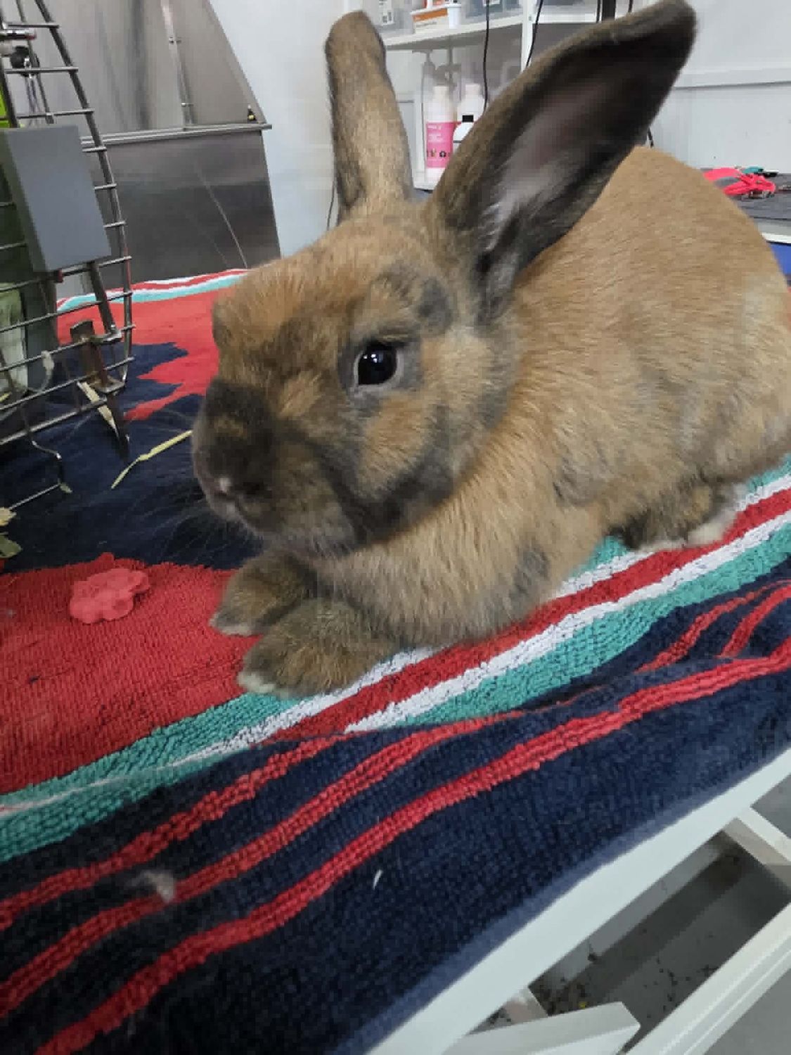 Rabbit Nail Trim