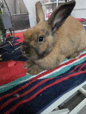 Rabbit Nail Trim