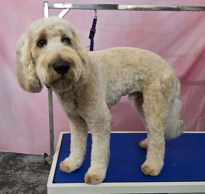 Full Groom