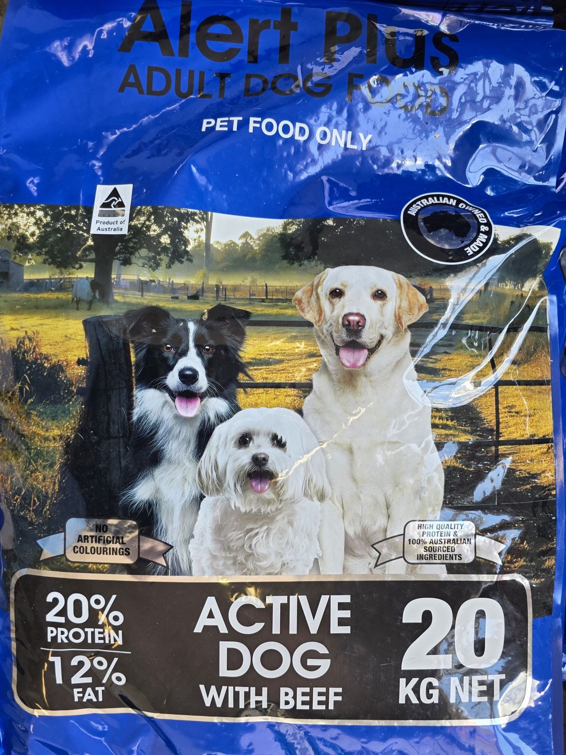 Active Dog