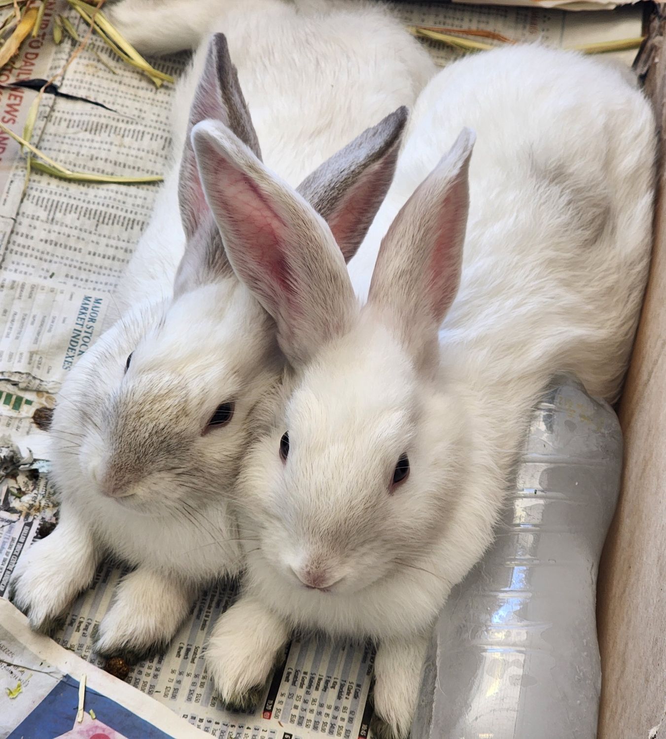 Bunny Belly Shave