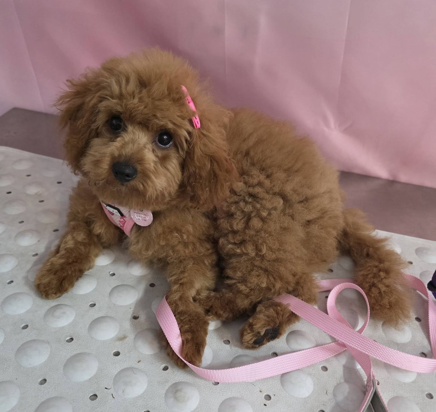 Puppy Packages