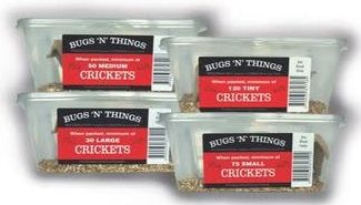 Live Crickets