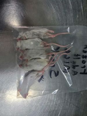 Frozen Adult Mice 5 pack