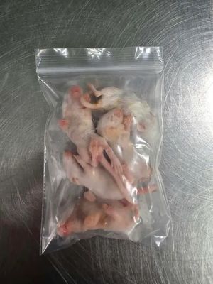 Frozen  Mice Velvet 5 pack