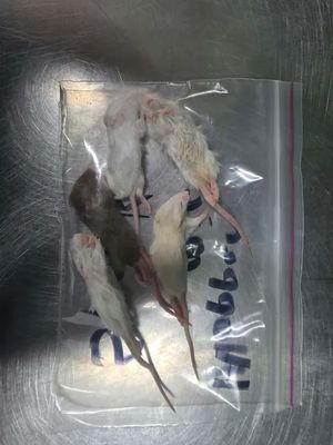Frozen Mice Hopper 5 pack
