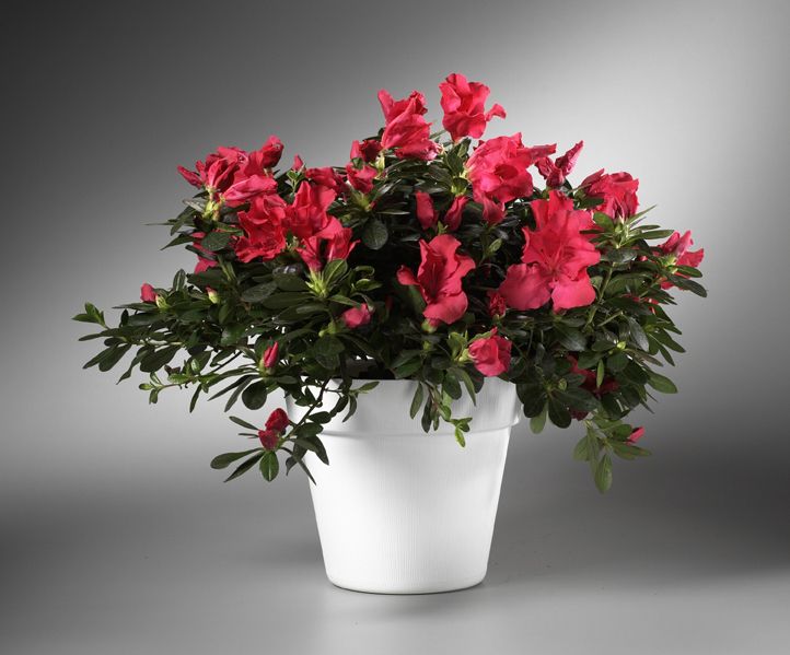 6.5"h x 7"d Pot Cover WHITE(60)