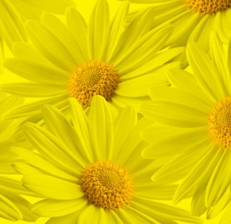 DM36 DIPIT yellow/yellow GALLON