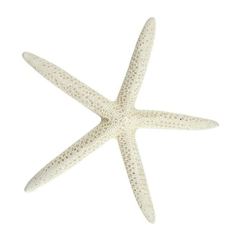 STARFISH ASSORTED 5'-7"