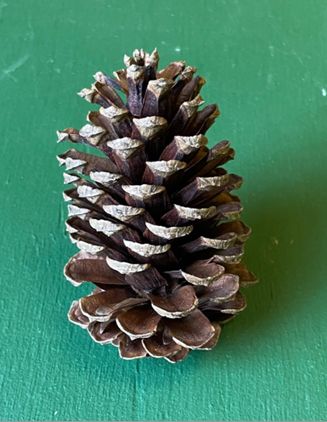 3"-4" MEDIUM PINE CONE BAG NATURAL 15 PCS